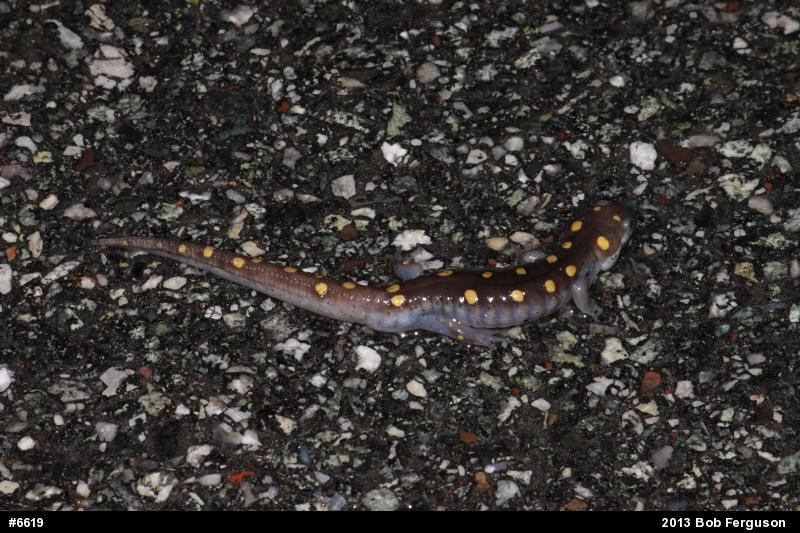 Spotted Salamander