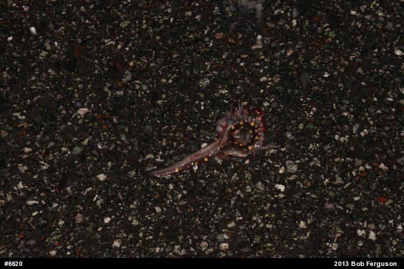 Spotted Salamander