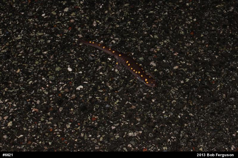 Spotted Salamander