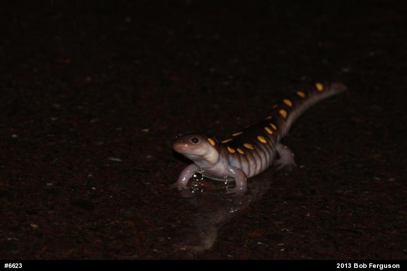 Spotted Salamander