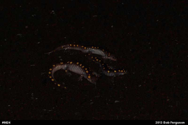 Spotted Salamander