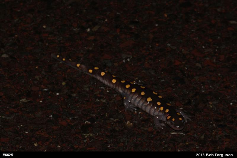 Spotted Salamander