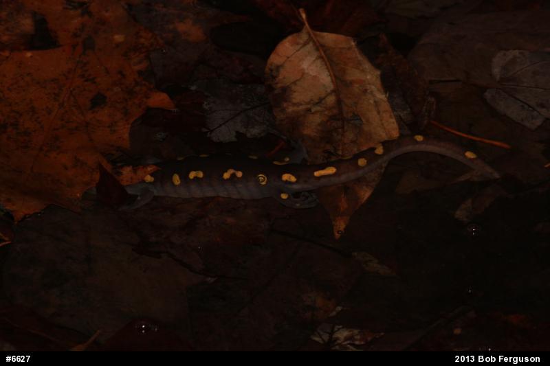 Spotted Salamander
