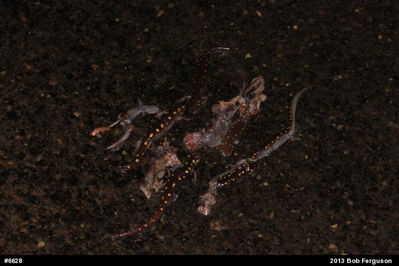 Spotted Salamander