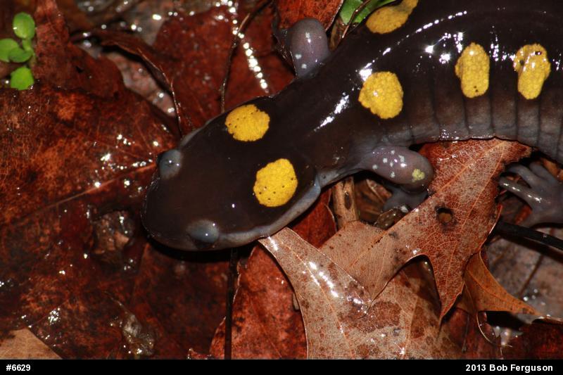 Spotted Salamander