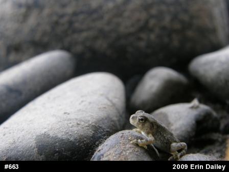 True Toads