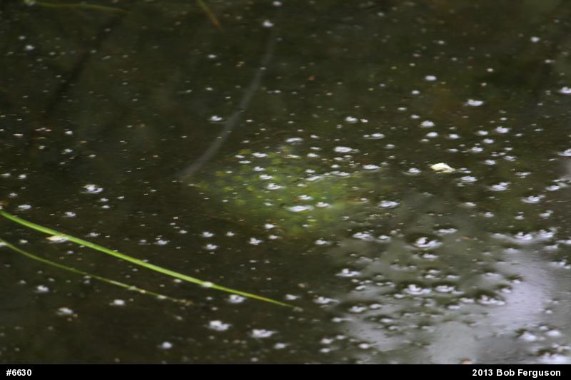 Spotted Salamander