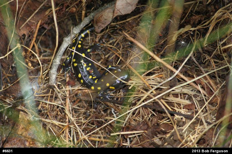 Spotted Salamander