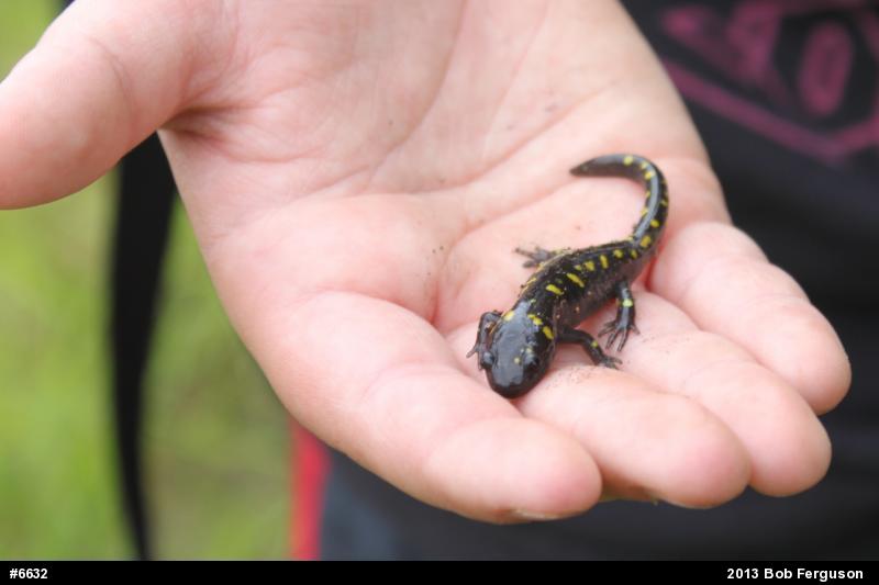 Spotted Salamander