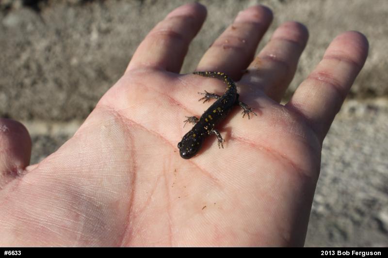 Spotted Salamander
