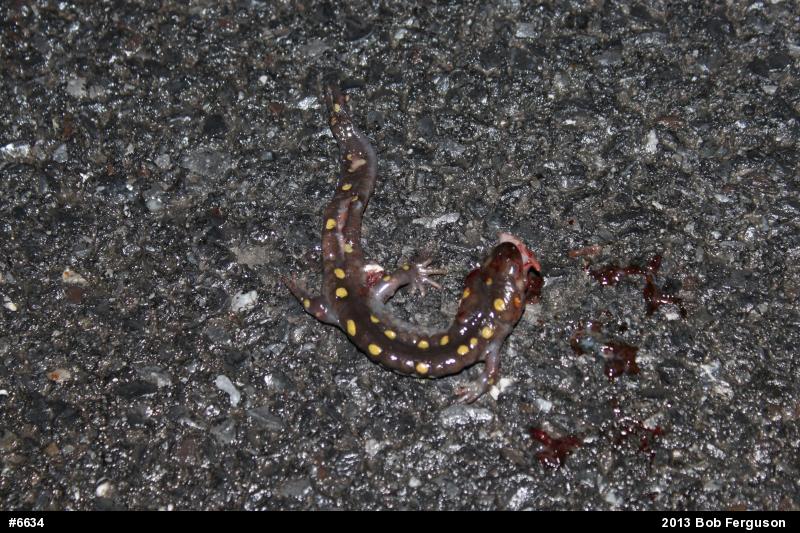 Spotted Salamander