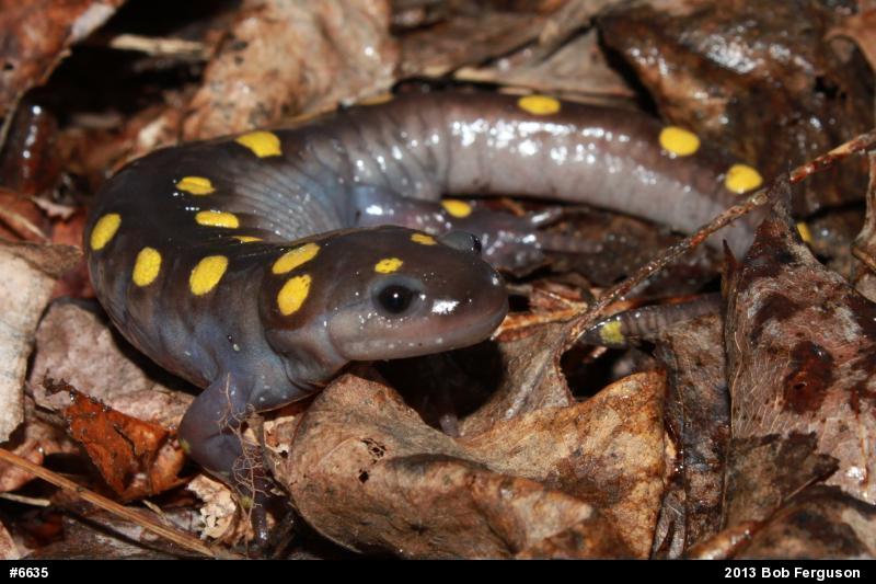 Spotted Salamander