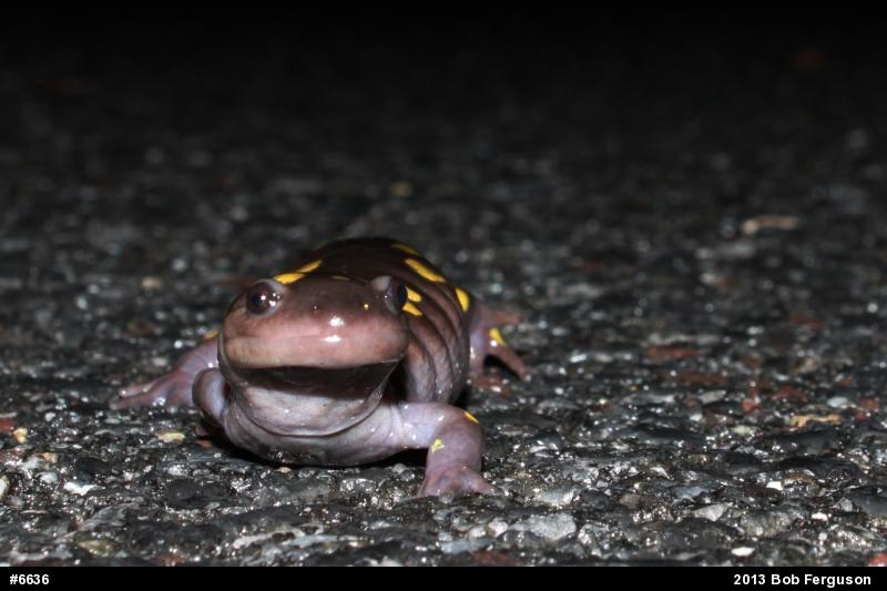 Spotted Salamander