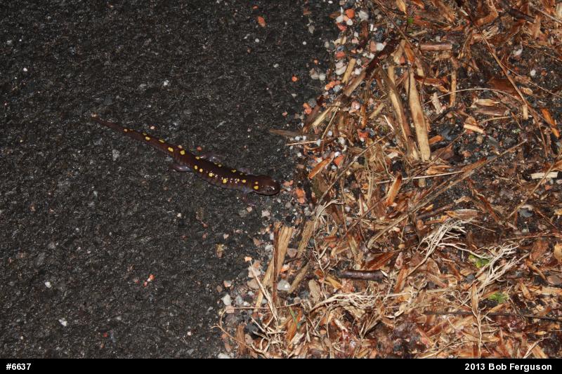 Spotted Salamander