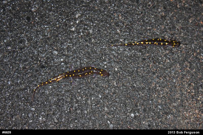 Spotted Salamander
