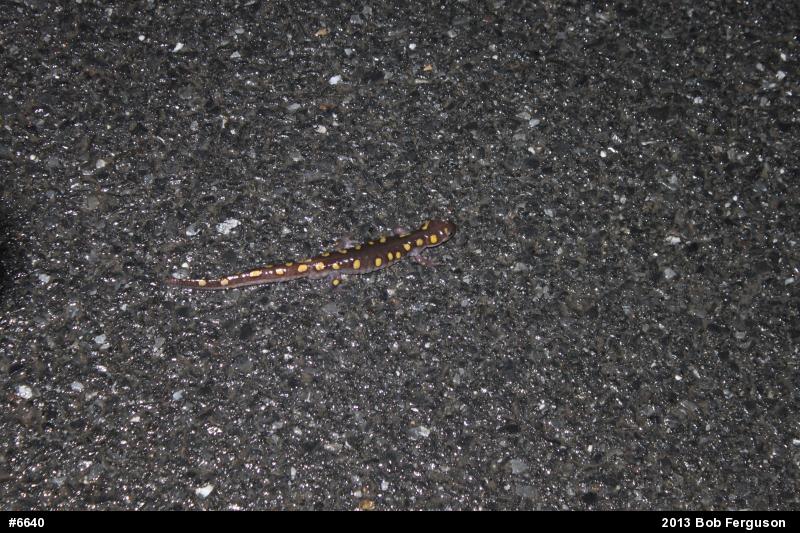 Spotted Salamander