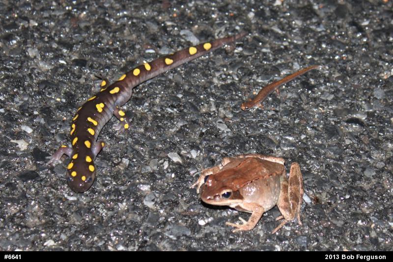Spotted Salamander