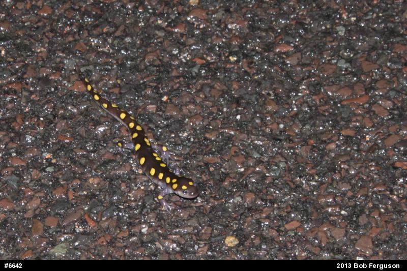 Spotted Salamander