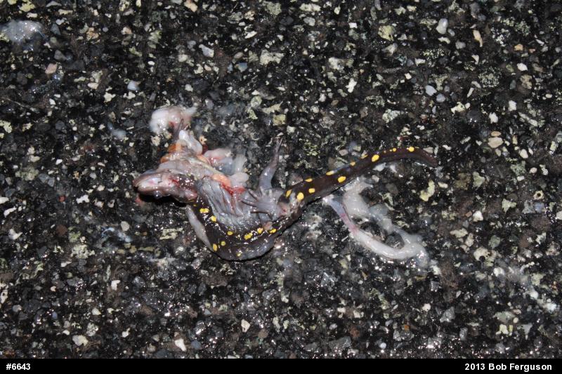 Spotted Salamander