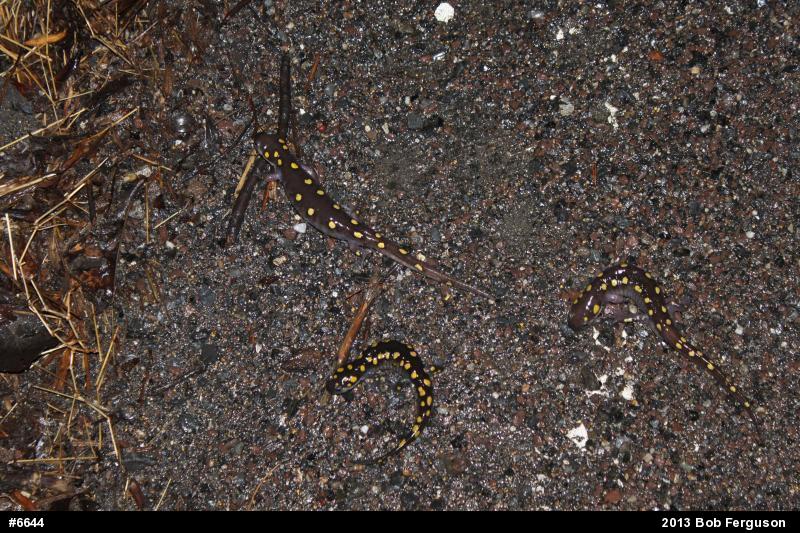 Spotted Salamander
