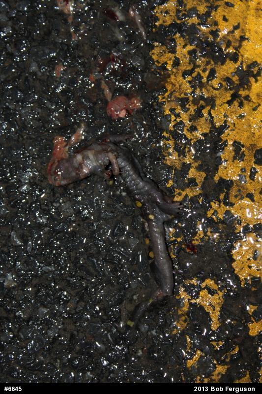 Spotted Salamander