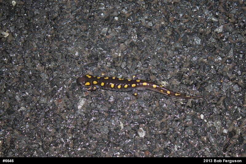 Spotted Salamander