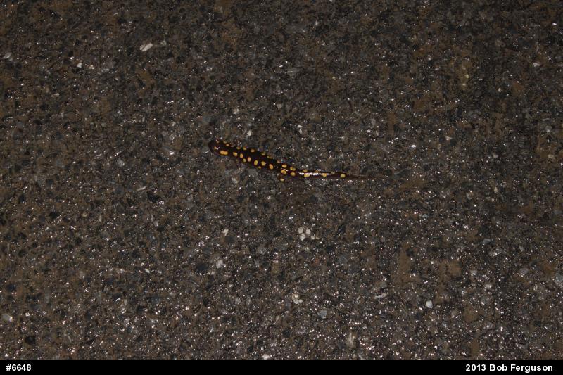 Spotted Salamander