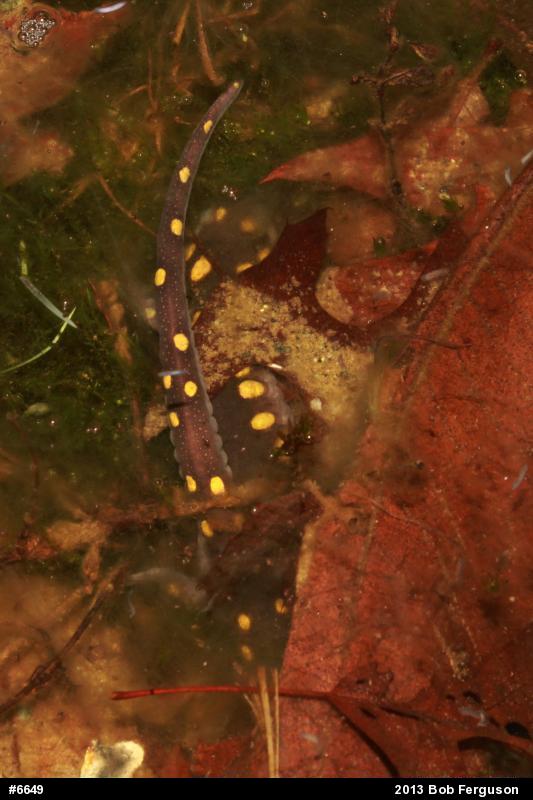 Spotted Salamander