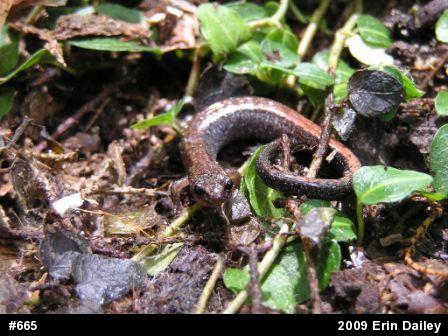 Eastern Red-backed  Salamander