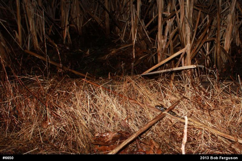 Spotted Salamander