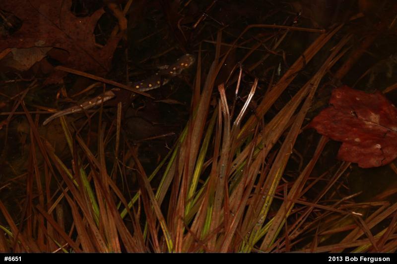 Spotted Salamander