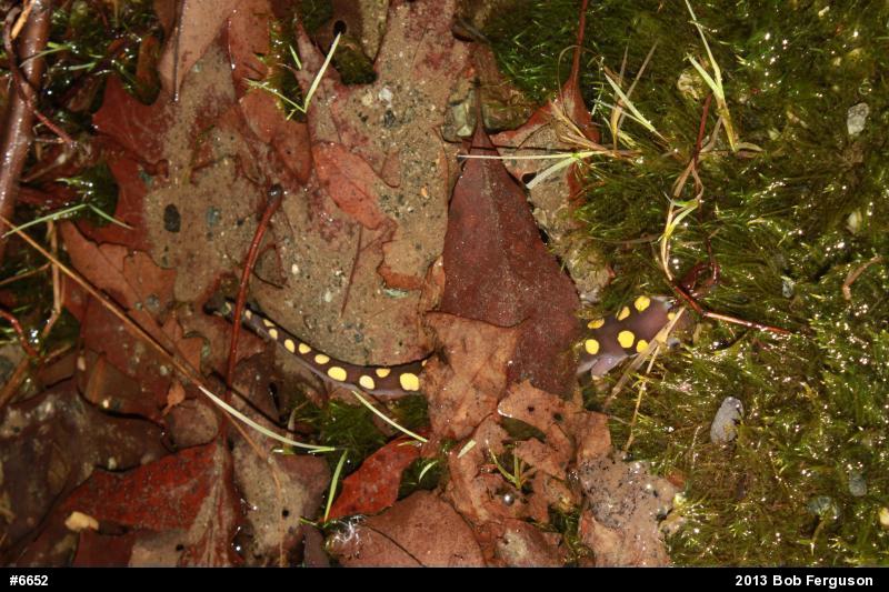 Spotted Salamander