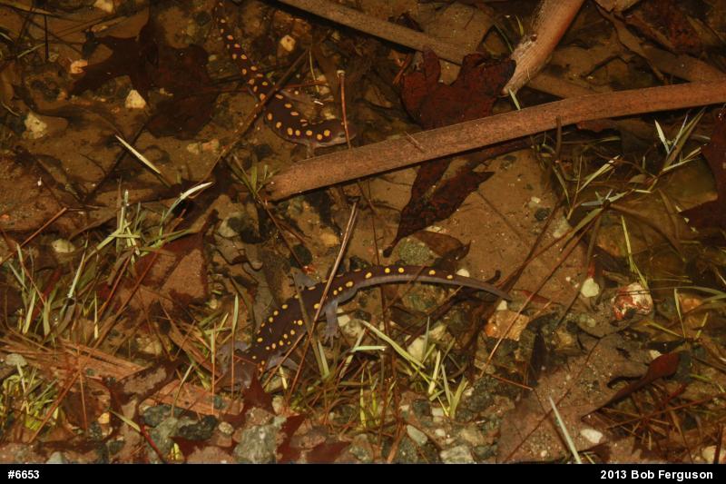 Spotted Salamander