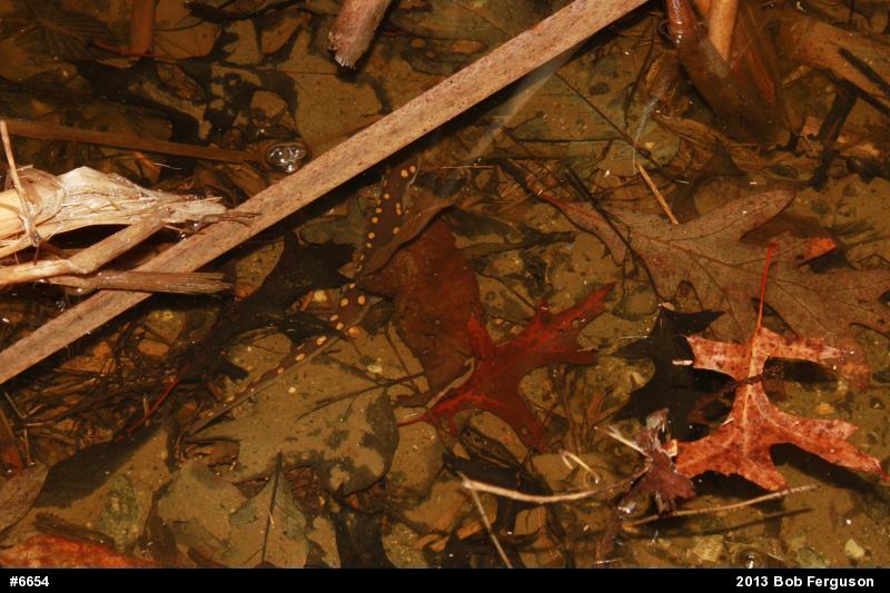 Spotted Salamander