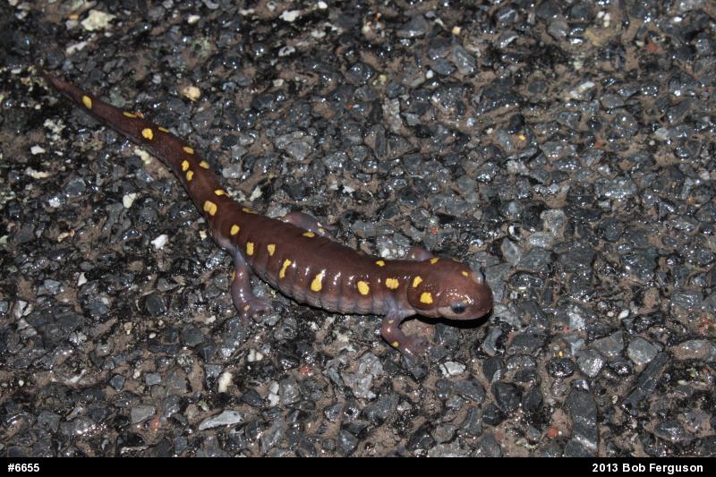 Spotted Salamander