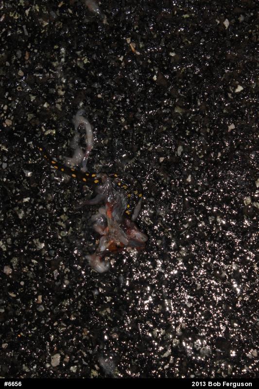 Spotted Salamander