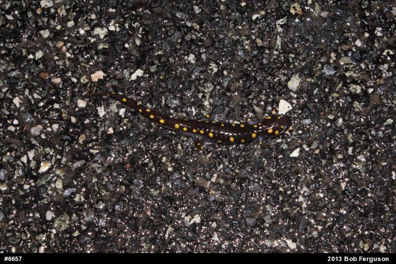 Spotted Salamander