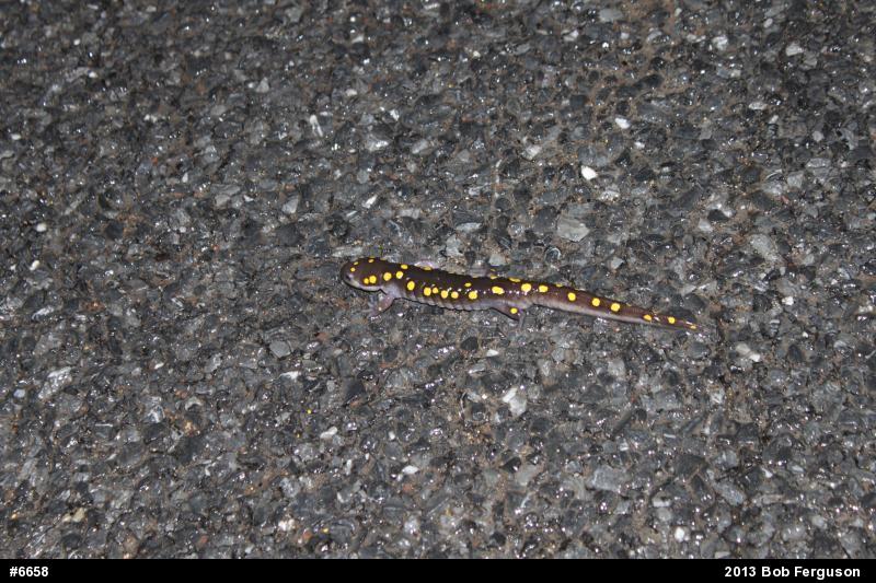 Spotted Salamander