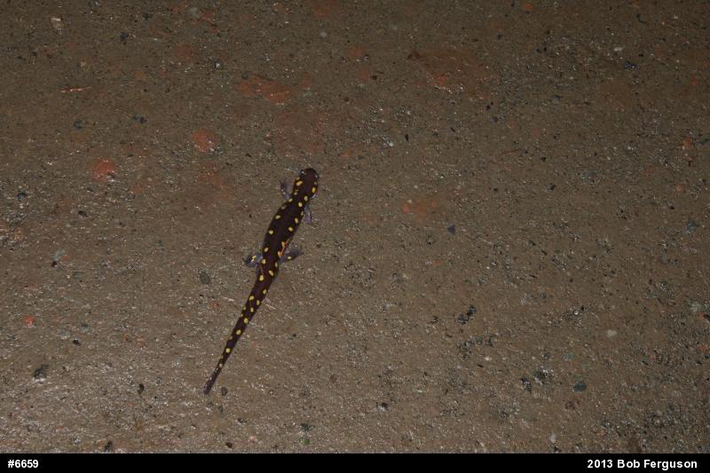 Spotted Salamander
