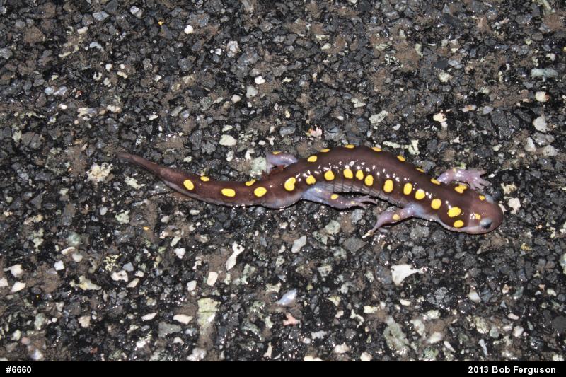 Spotted Salamander