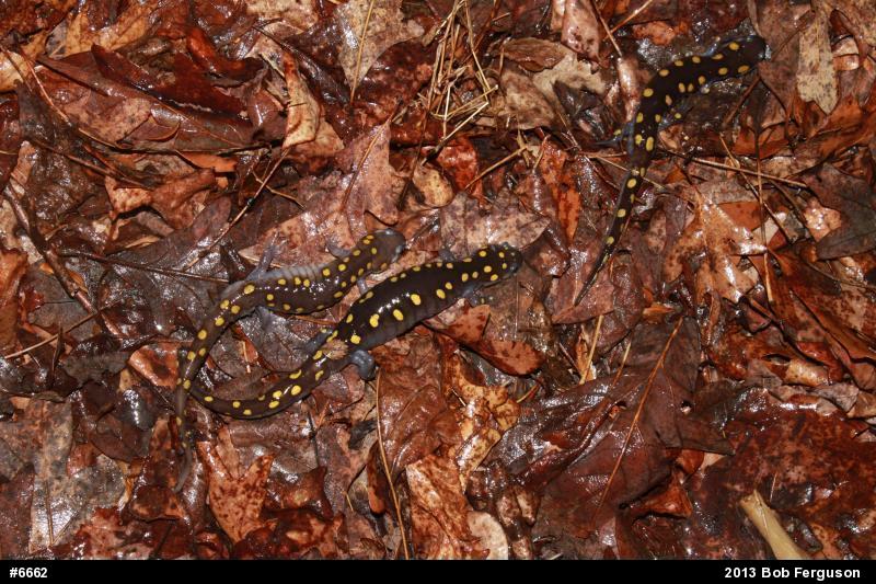 Spotted Salamander