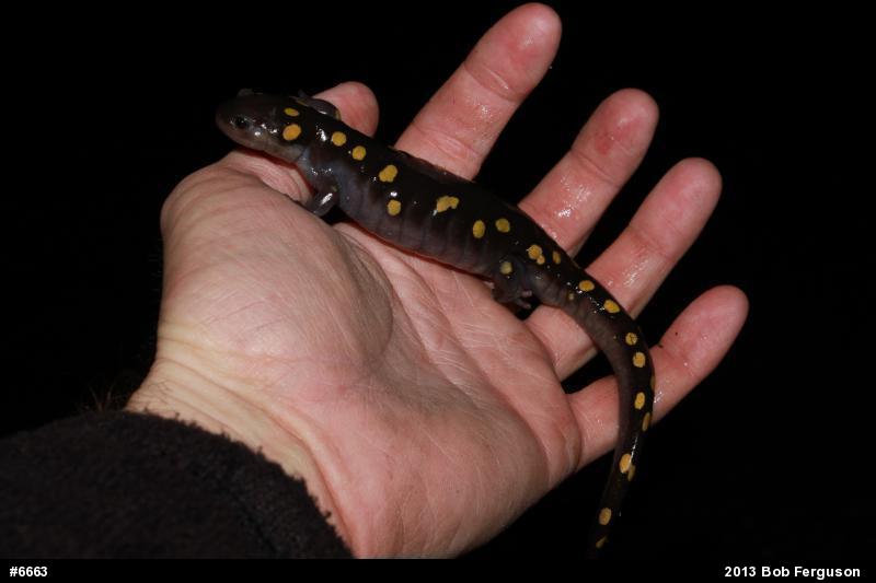 Spotted Salamander