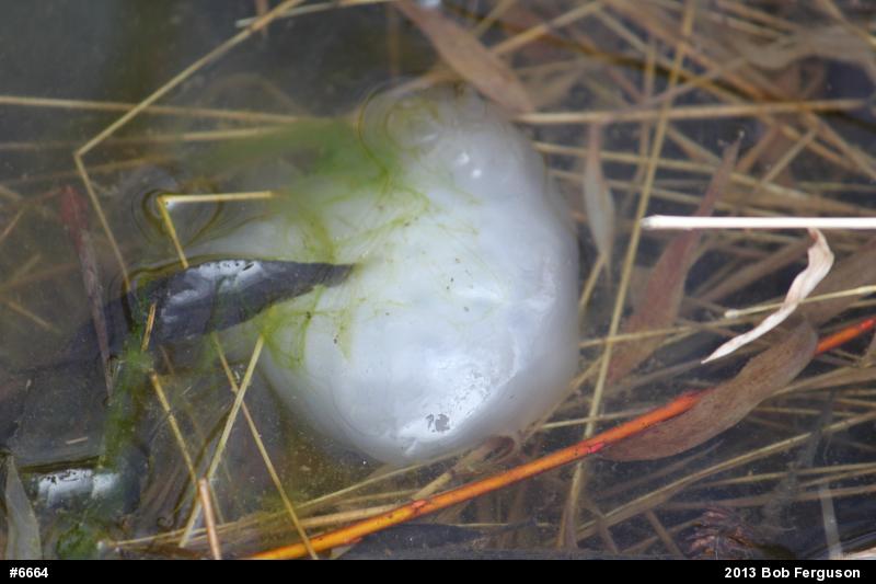 Spotted Salamander