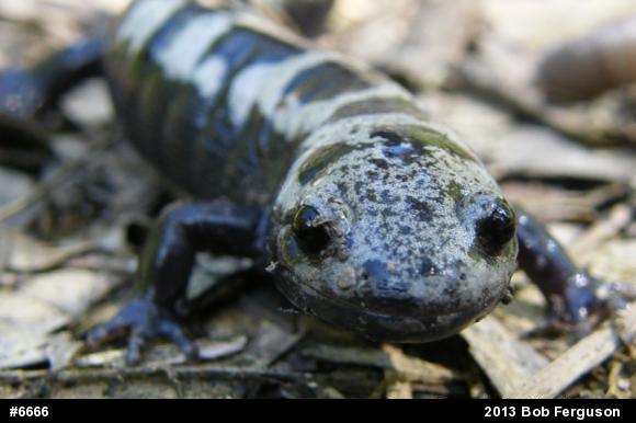 Marbled Salamander