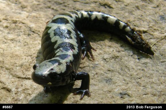 Marbled Salamander