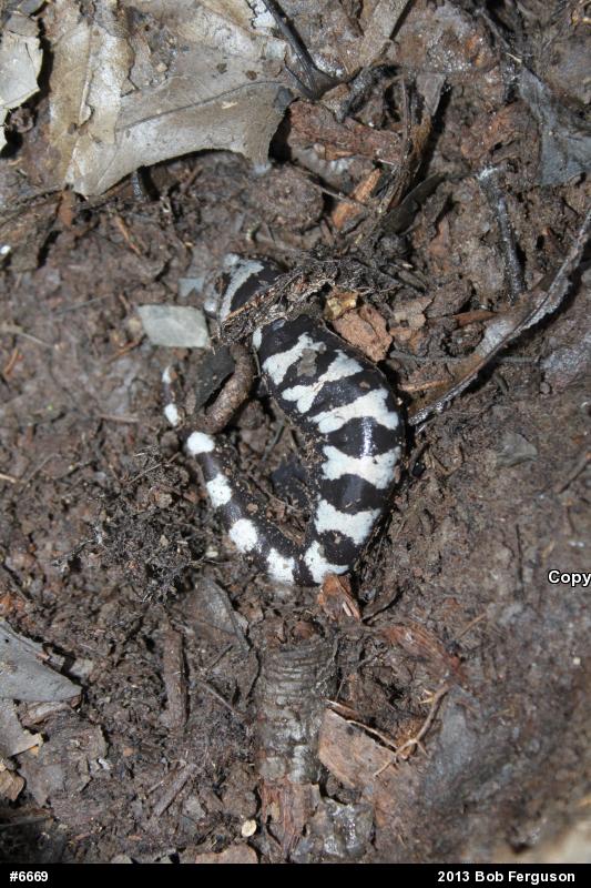 Marbled Salamander