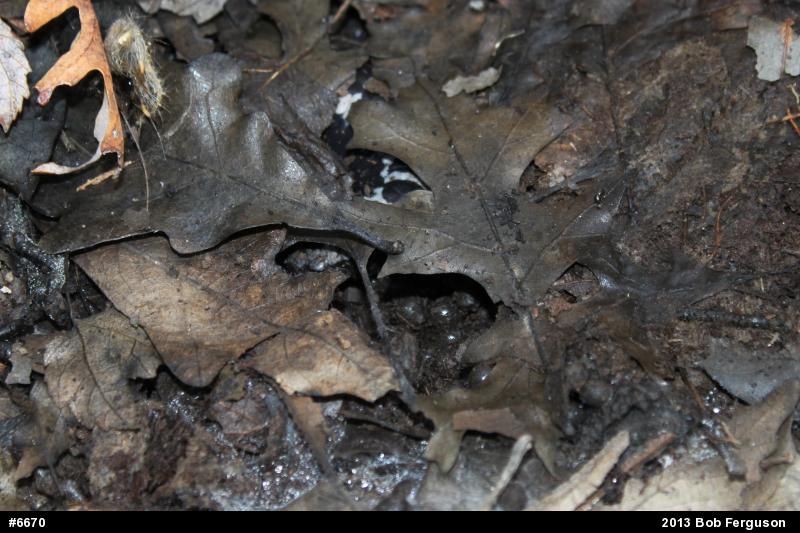 Marbled Salamander