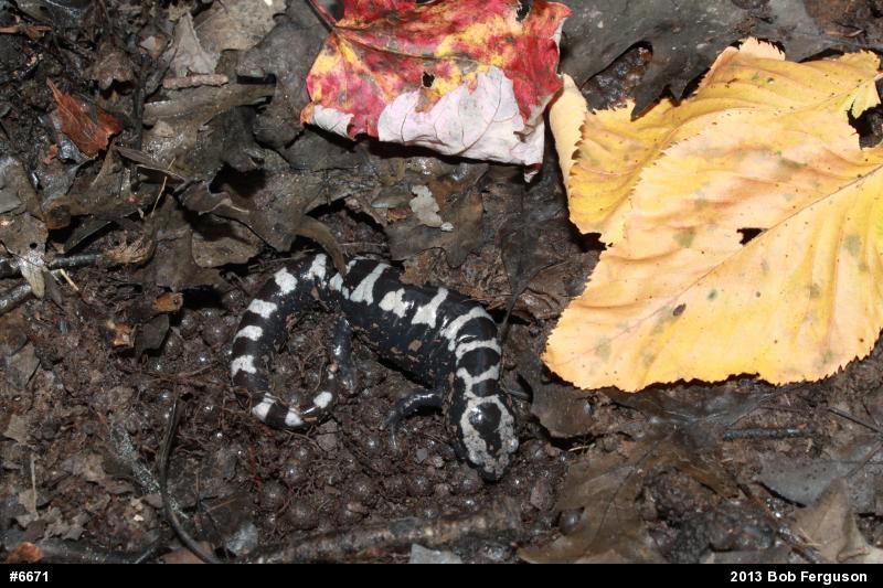 Marbled Salamander