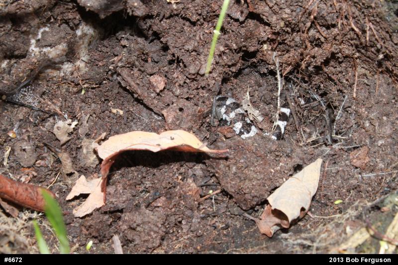 Marbled Salamander