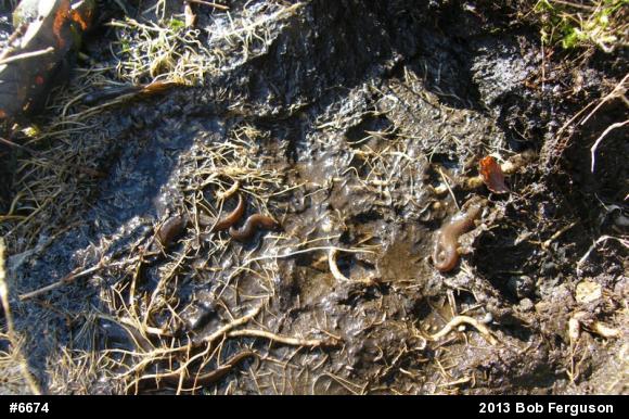 Northern Dusky Salamander